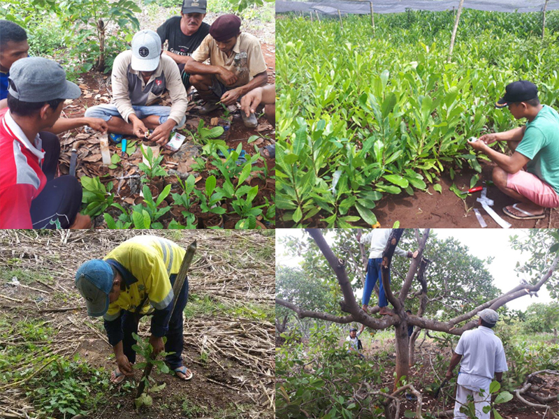 Pelatihan Petani Mete di Sulawesi Selatan